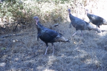 Wild turkeys in Rancho San Antonio, CA