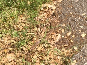Gopher Snake