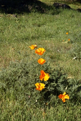 California Poppies