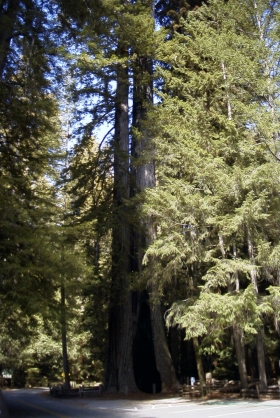 California Redwood